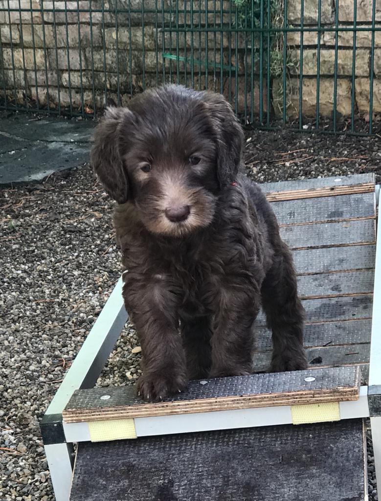 Australian Cobberdog Start Cobberdog Staufen 🐕
